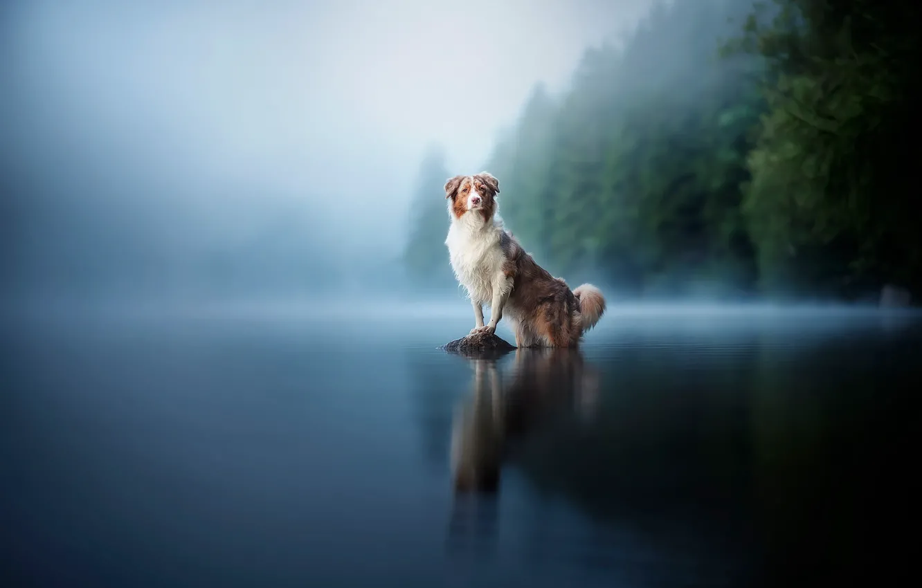 озеро собаки