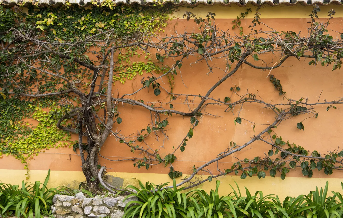 Фото обои крыша, листья, дерево, растение, куст, Стена