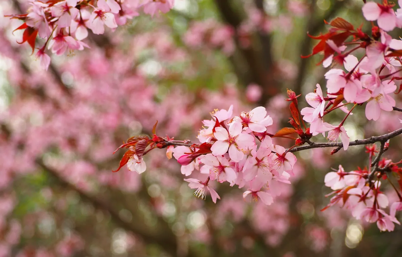 Фото обои цветы, ветки, вишня, весна, сад, сакура, розовые, цветение