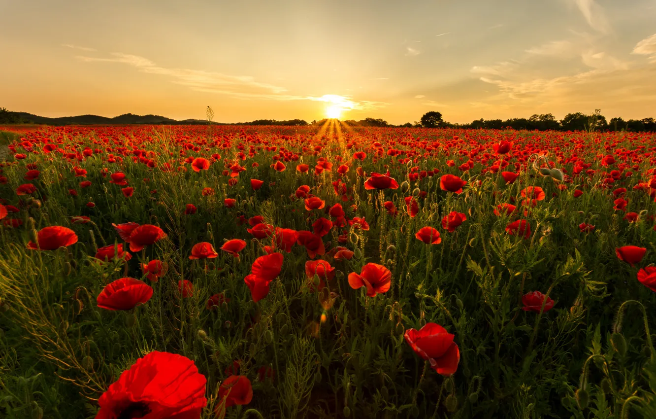 Фото обои поле, маки, вечер