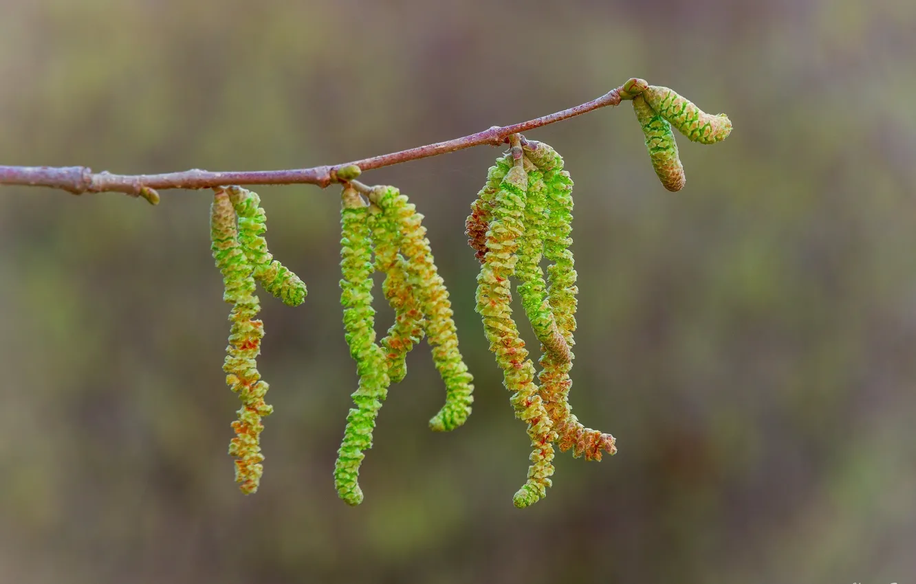 Фото обои макро, веточка, ветка, весна, зелёный, серёжки