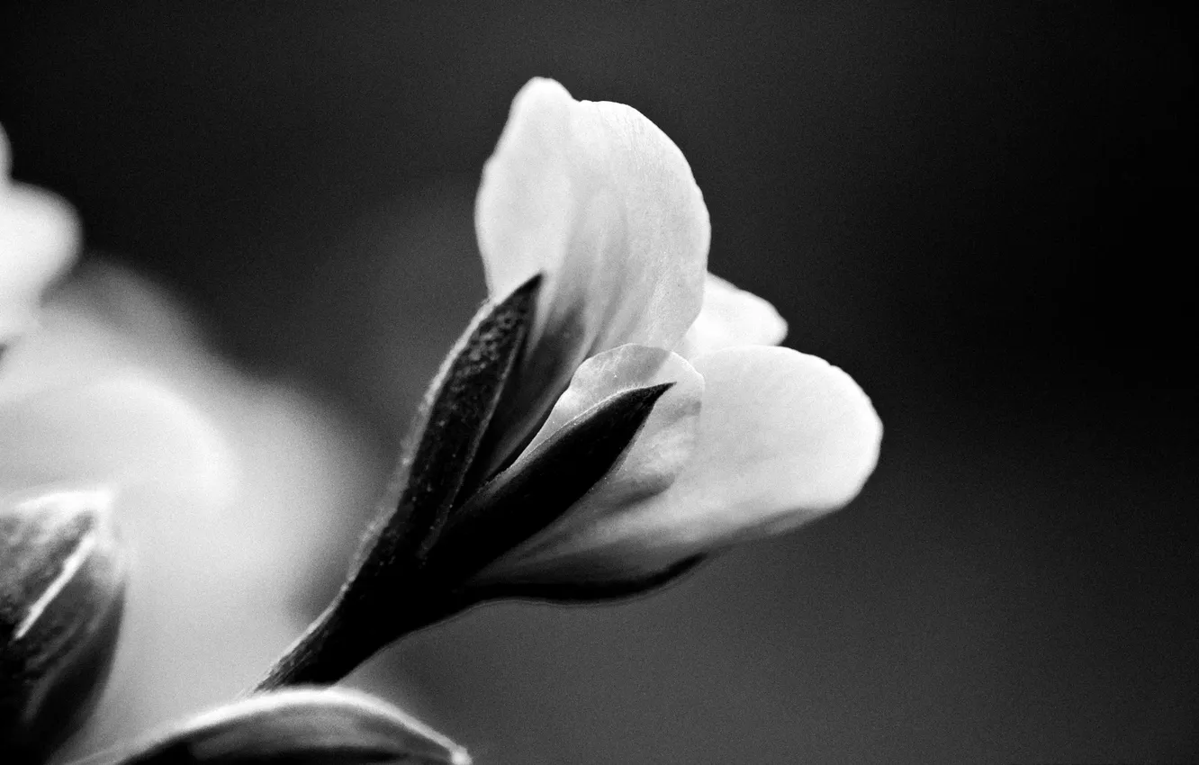 Фото обои макро, природа, растение, чёрно-белое, Цветок, лепестки
