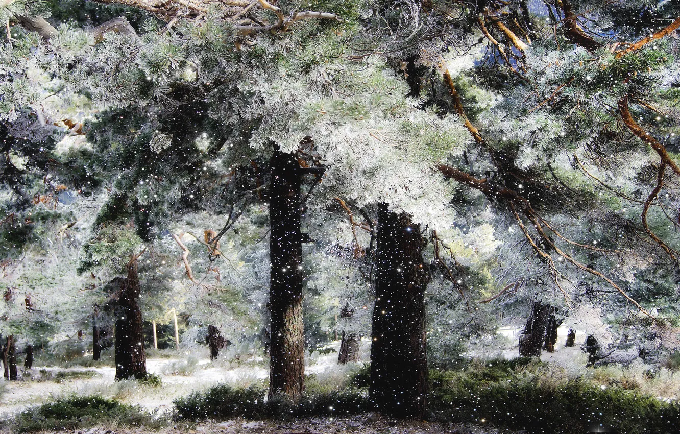 Фото обои снег, деревья, ёлки