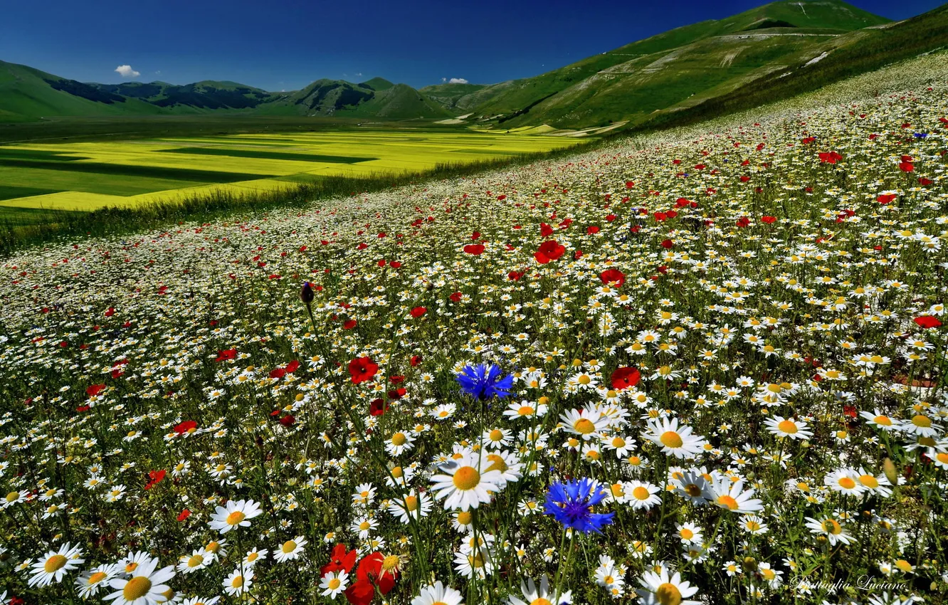 Фото обои поле, цветы, горы, природа