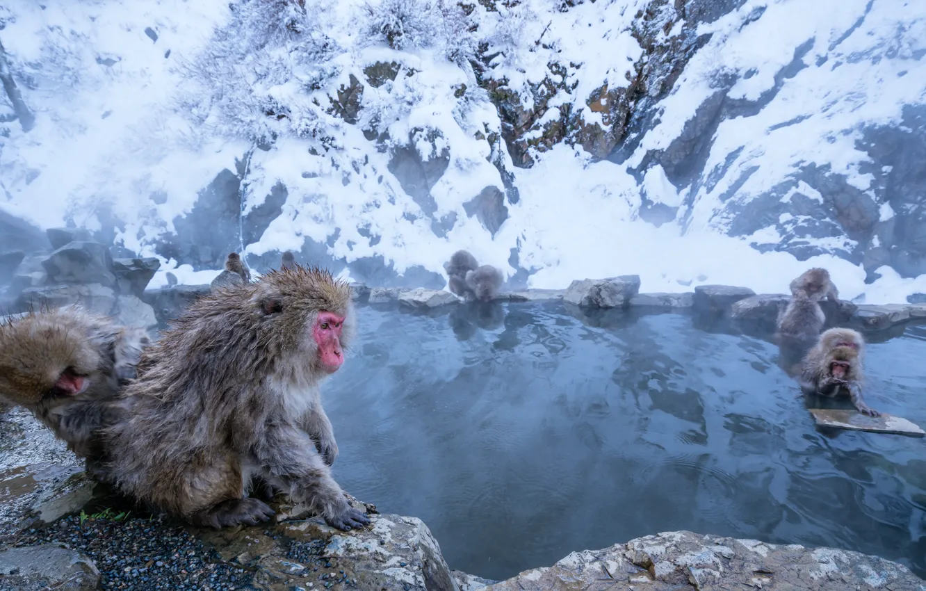 Фото обои зима, снег, горы, природа, камни, берег, купание, обезьяны