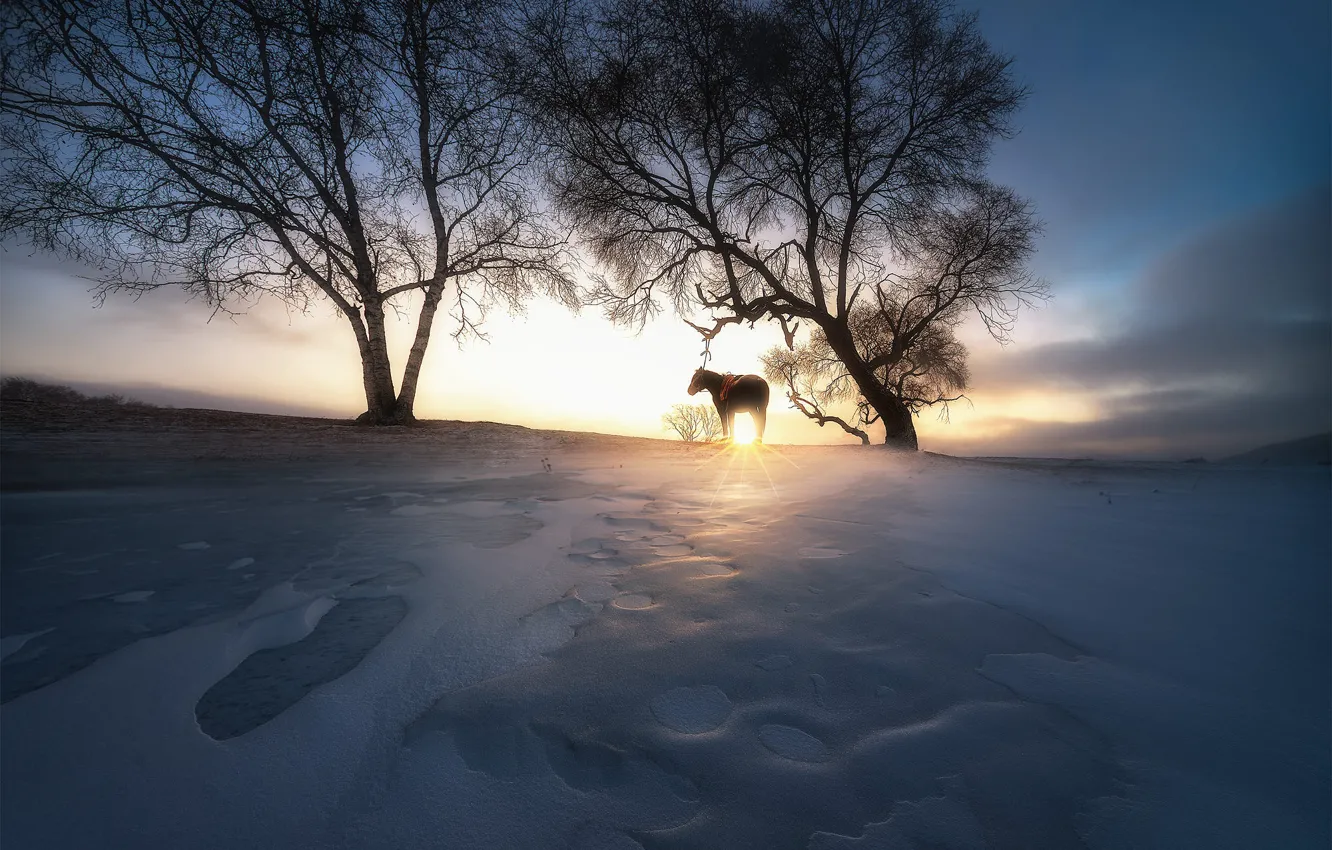 Фото обои зима, небо, солнце, свет, снег, деревья, закат, природа