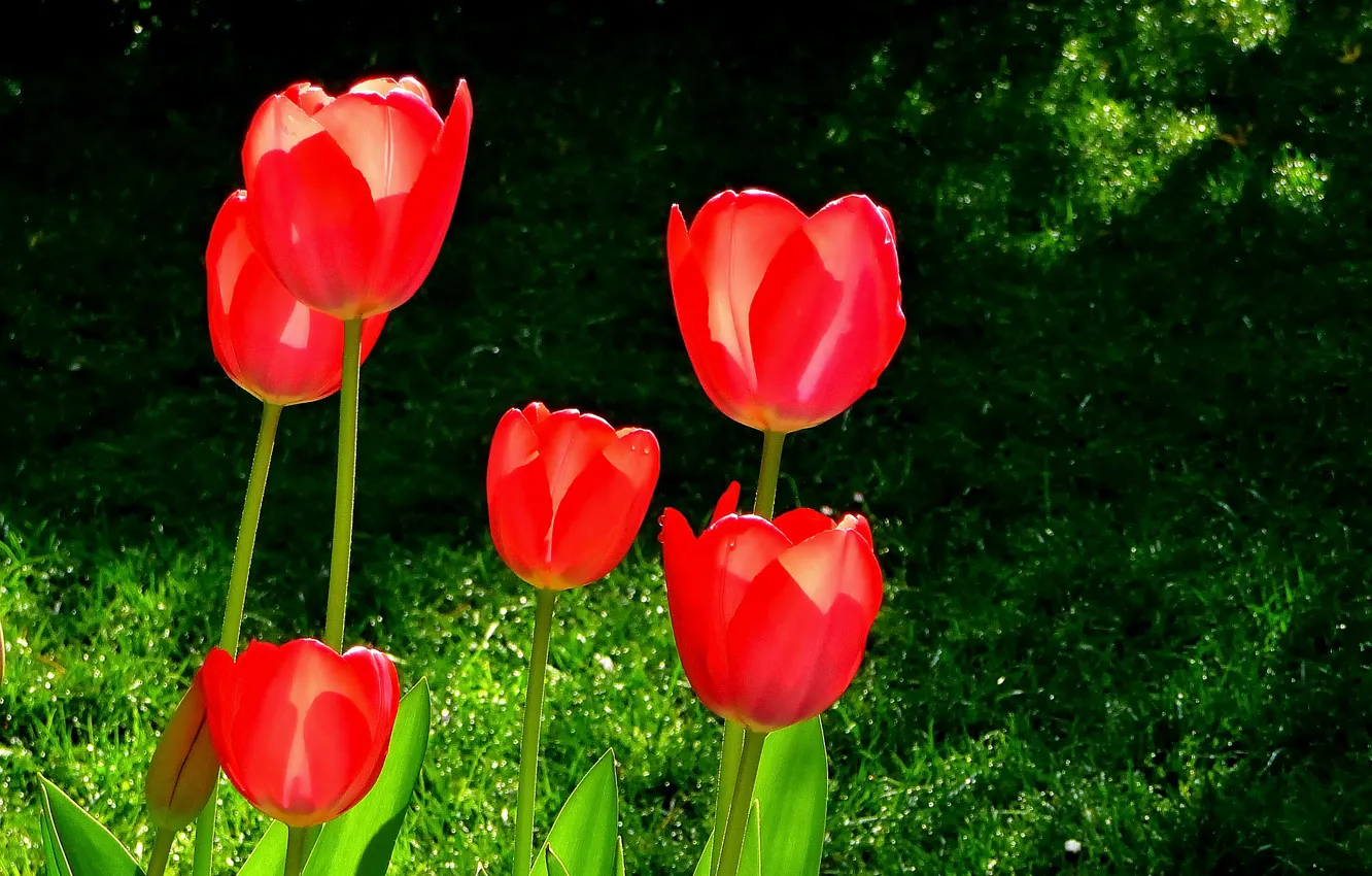 Фото обои Весна, Spring, Red tulips, Красные тюльпаны