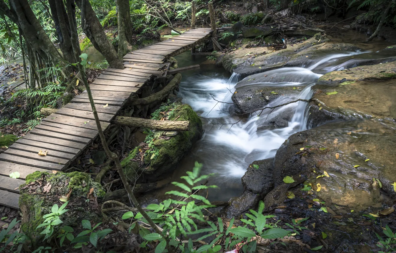 Фото обои лес, пейзаж, река, скалы, водопад, summer, forest, тропический