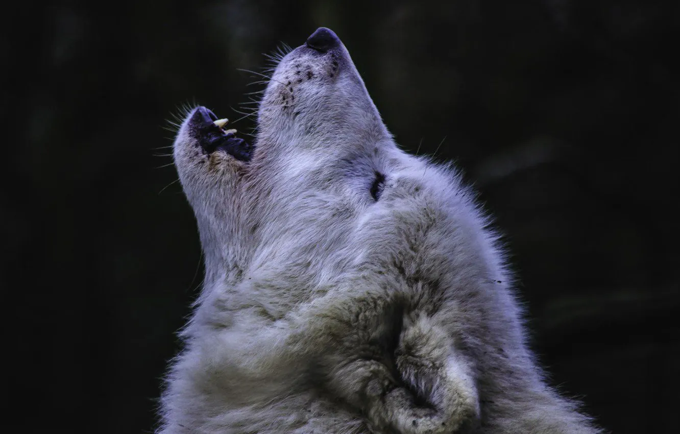 Фото обои nature, predator, animal, wolf, wildlife, portrait, portrait., Canis lupus. face
