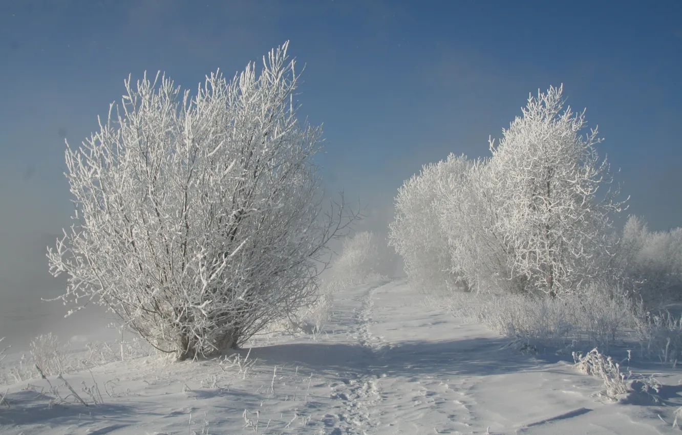Фото обои зима, снег, деревья, Природа