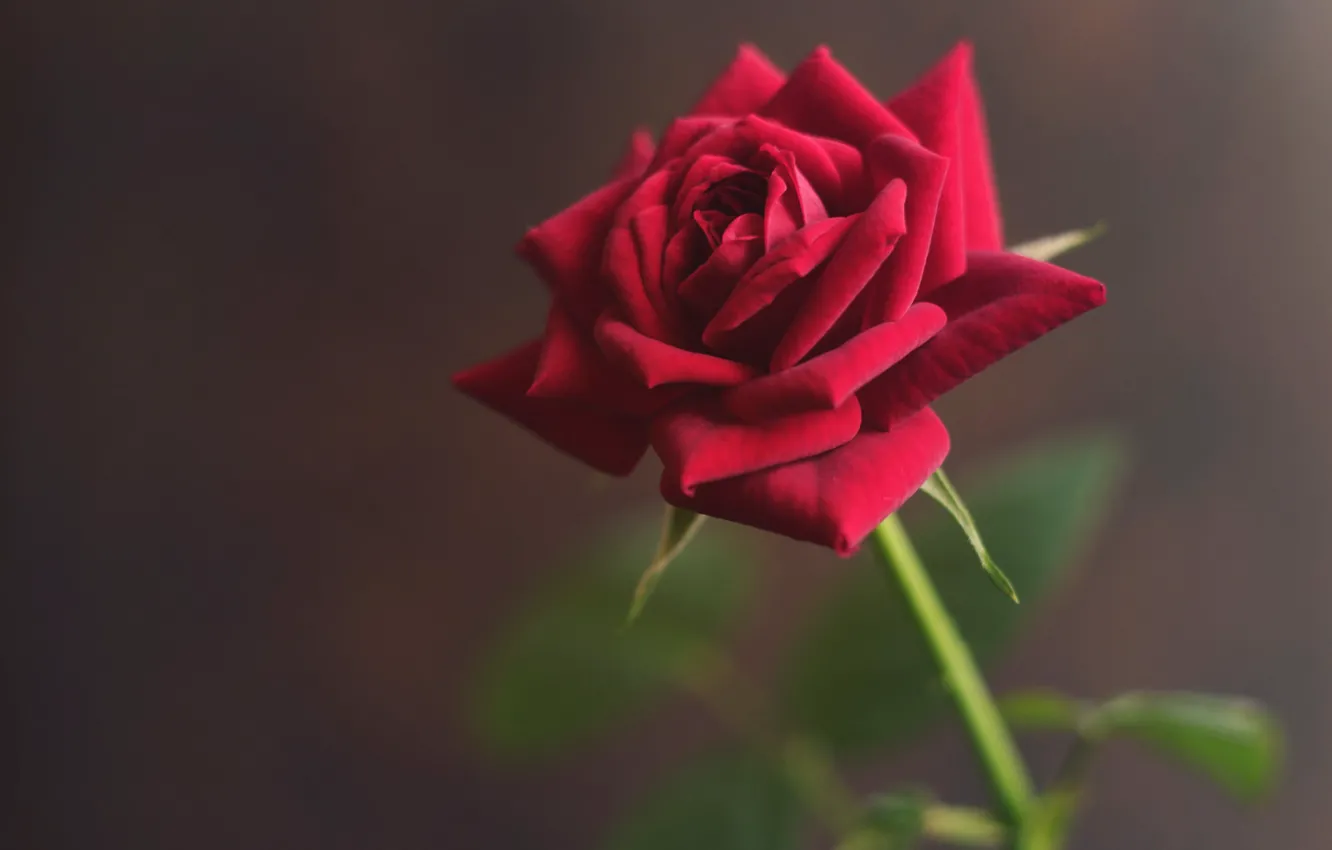 Фото обои роза, лепестки, красная, бархатная