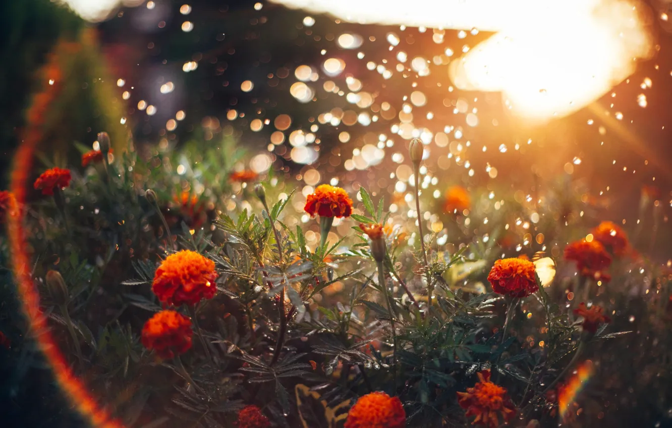 Фото обои солнце, свет, цветы, блики
