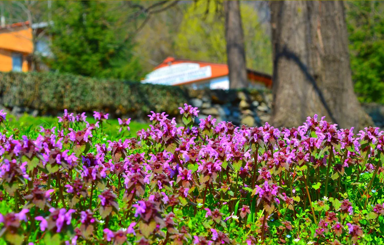 Фото обои Весна, Парк, Park, Spring, Цветение, Garden, Flowering