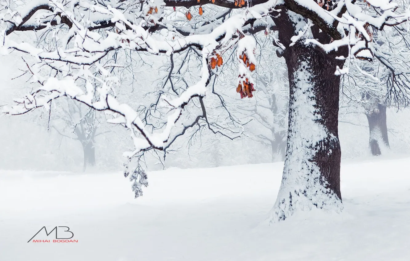Фото обои снег, ветки, дерево, WINTER, Mihai Romeo Bogdan