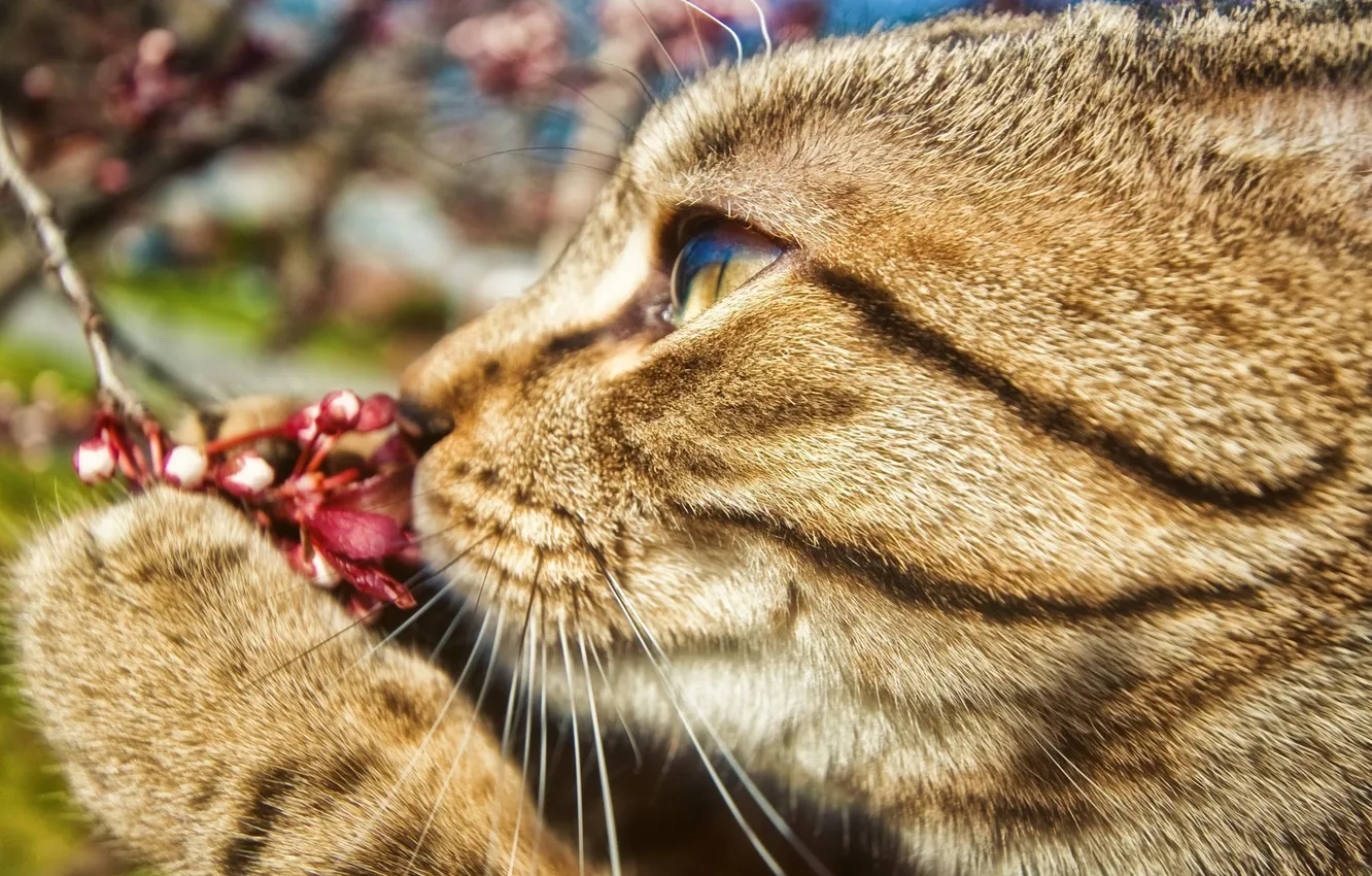 Фото обои кот, весна, ягода