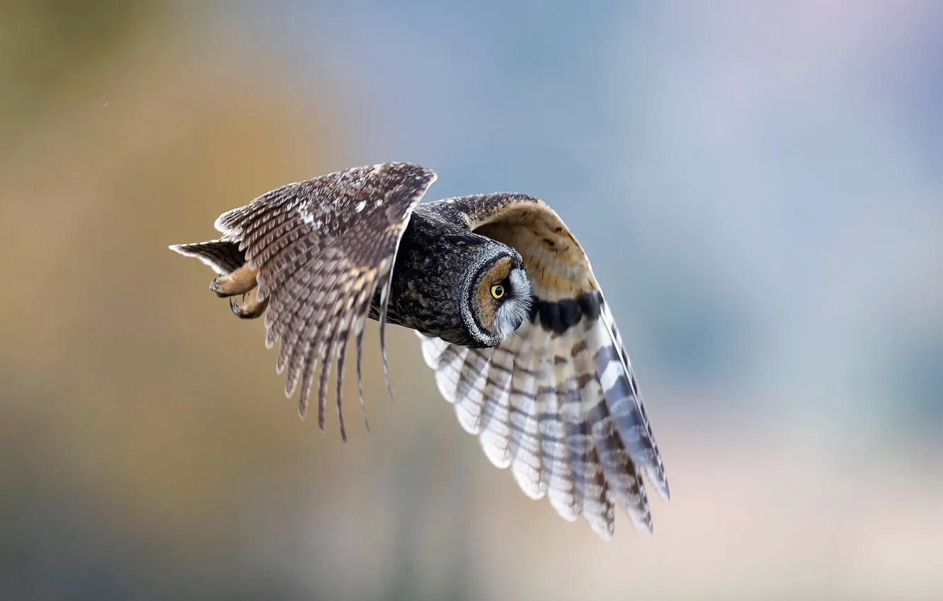 Фото обои flying, nature, bird, predator, owl