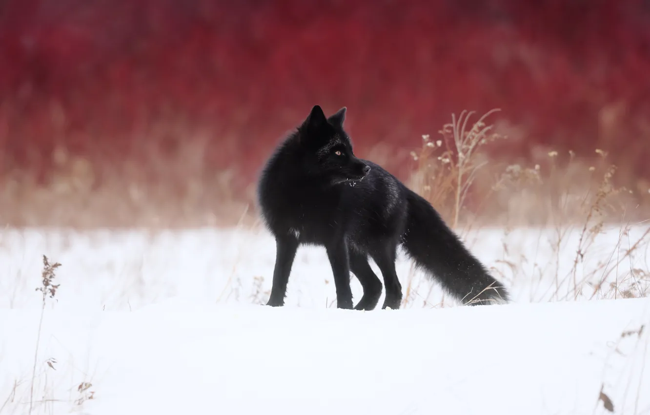 Фото обои зима, снег, лиса, Чернобурая лисица