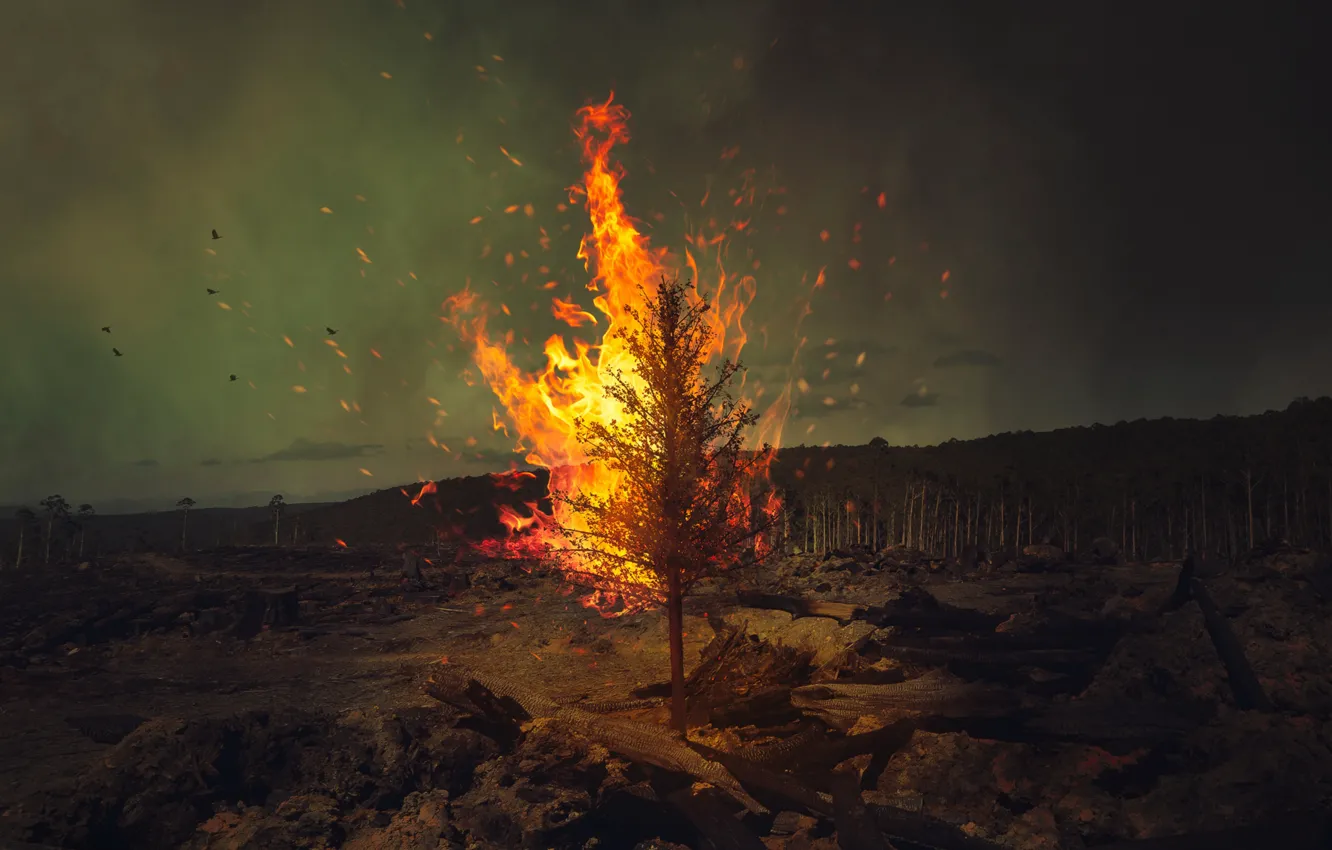 Фото обои лес, птицы, дерево, огонь, fire, forest, wood, birds