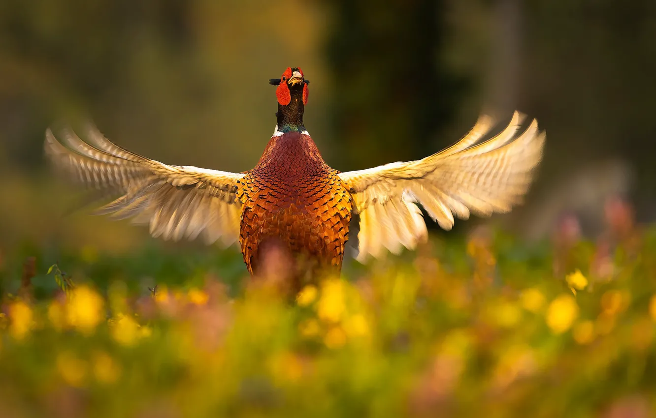 Фото обои птица, поляна, крылья, взмах, фазан