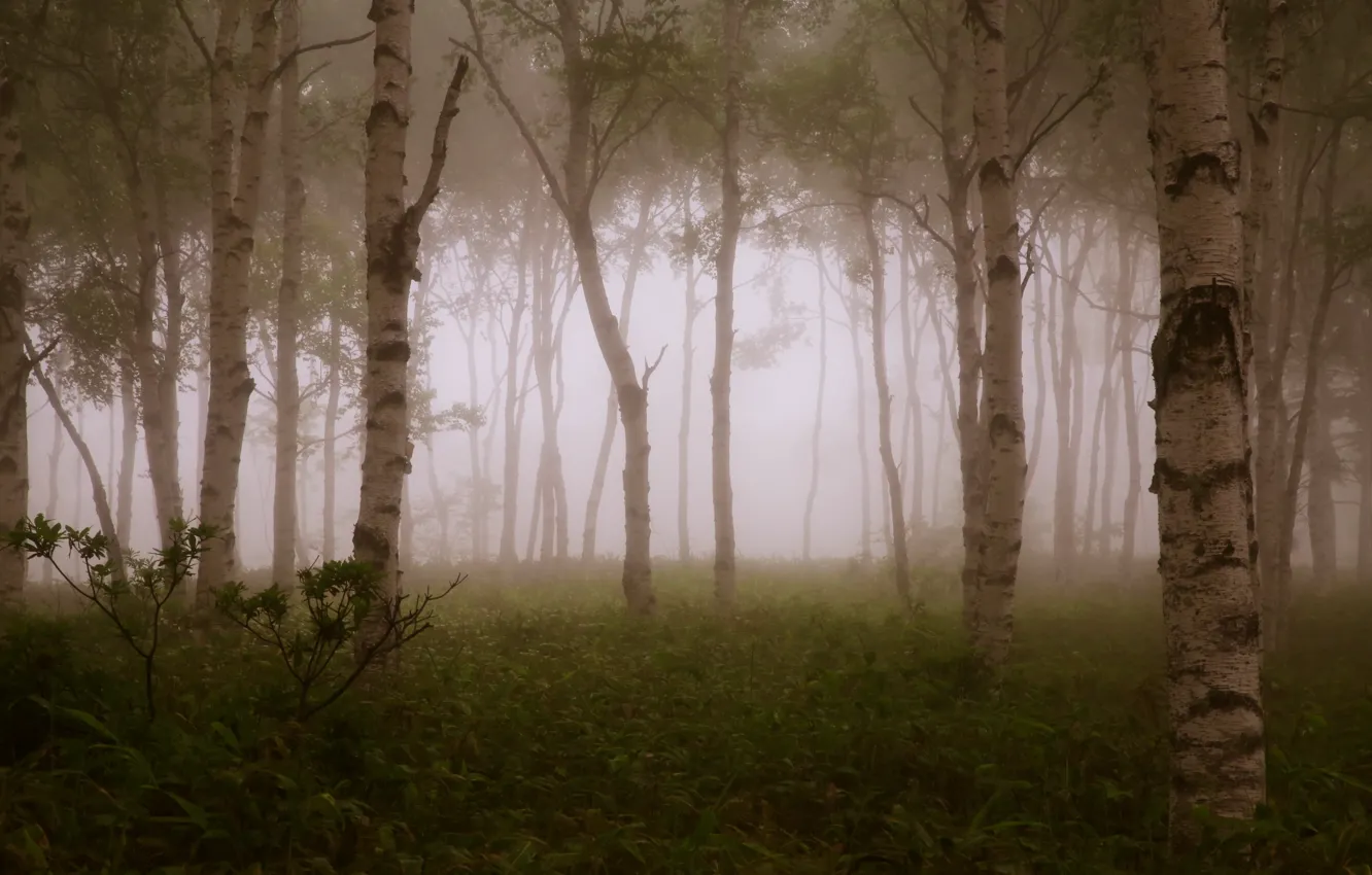 Фото обои лес, деревья, ветки, туман, forest, trees, fog, branches