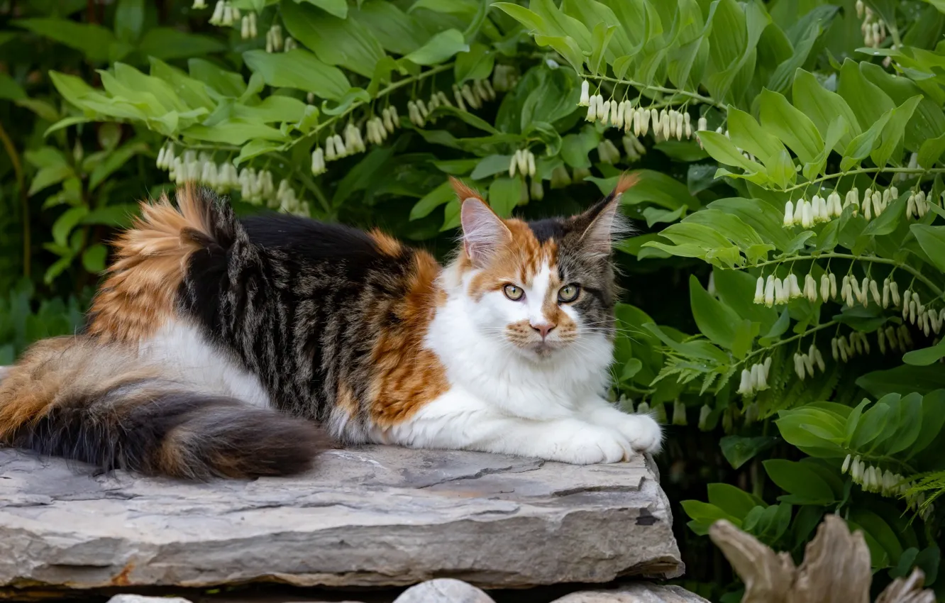 Фото обои кошка, кот, взгляд, природа, поза, мордашка