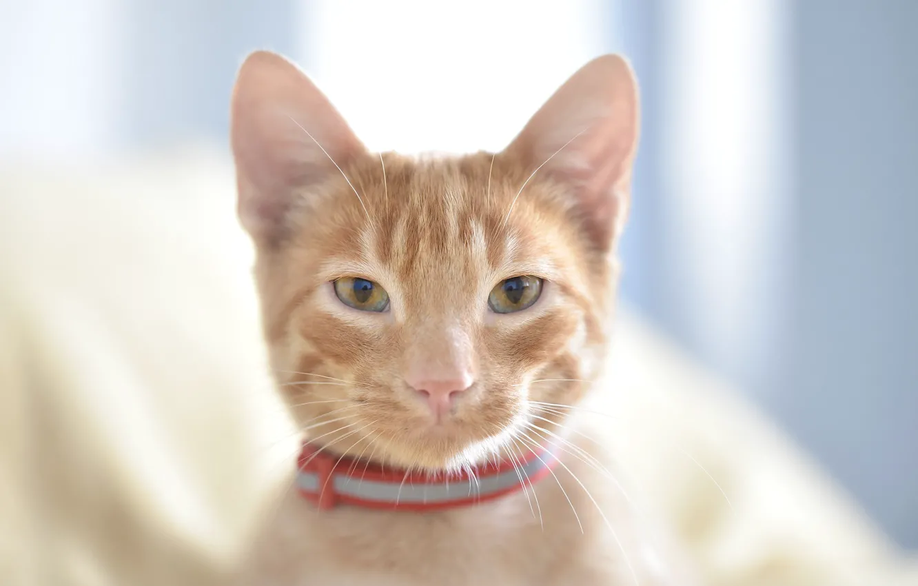 Фото обои кошка, кот, свет, портрет, ошейник, рыжая, котёнок, голубой фон