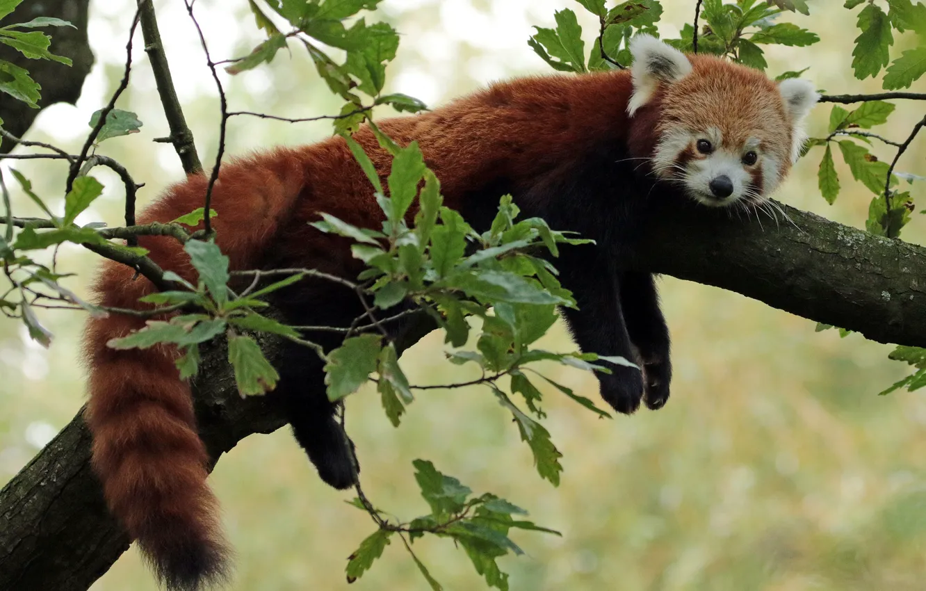 Фото обои мордочка, Красная панда, Малая панда