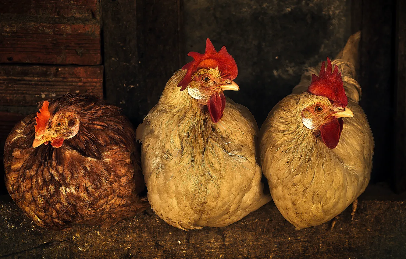 Фото обои обработка, курица, три, курятник, трио, курицы, петух, сидят