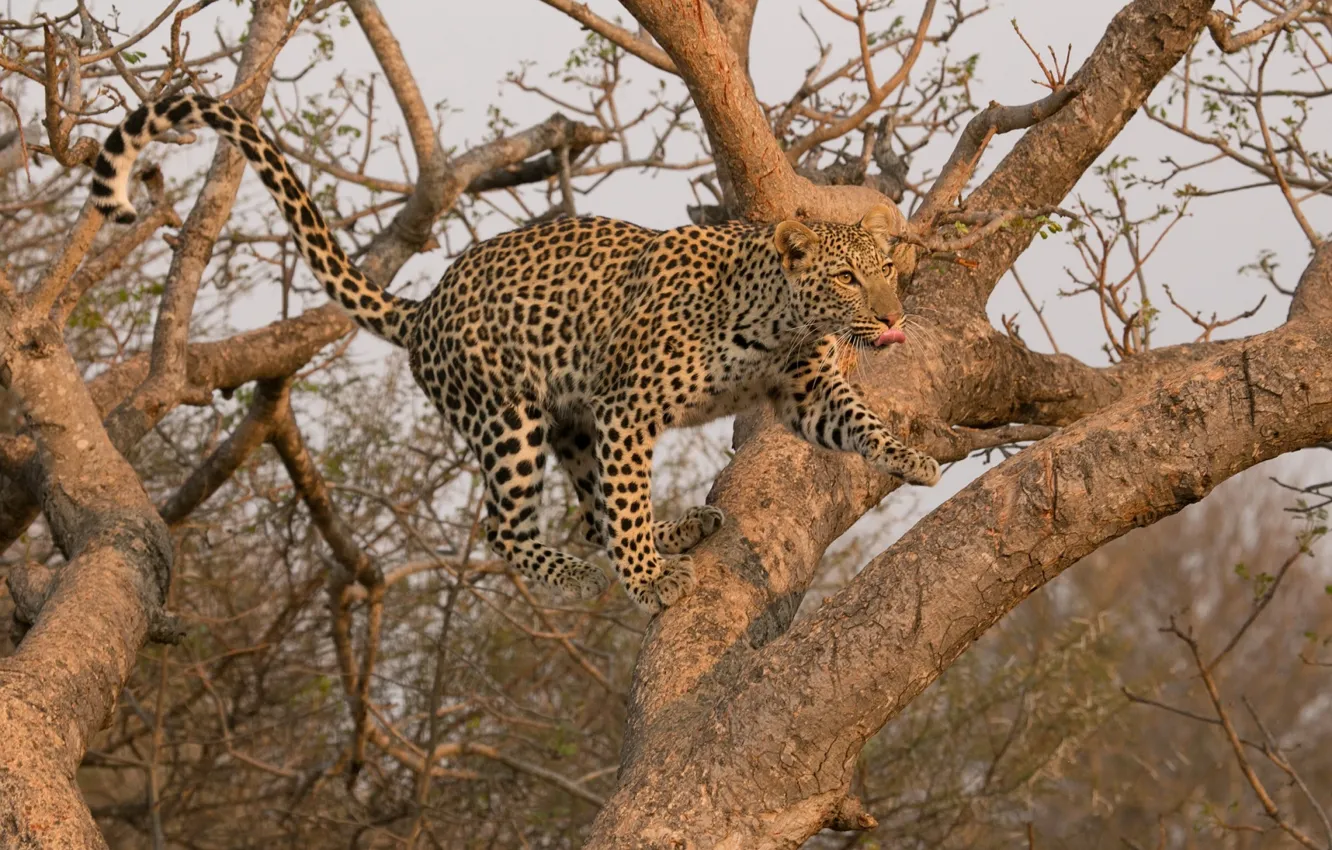 Фото обои прыжок, хищник, леопард, дикая кошка