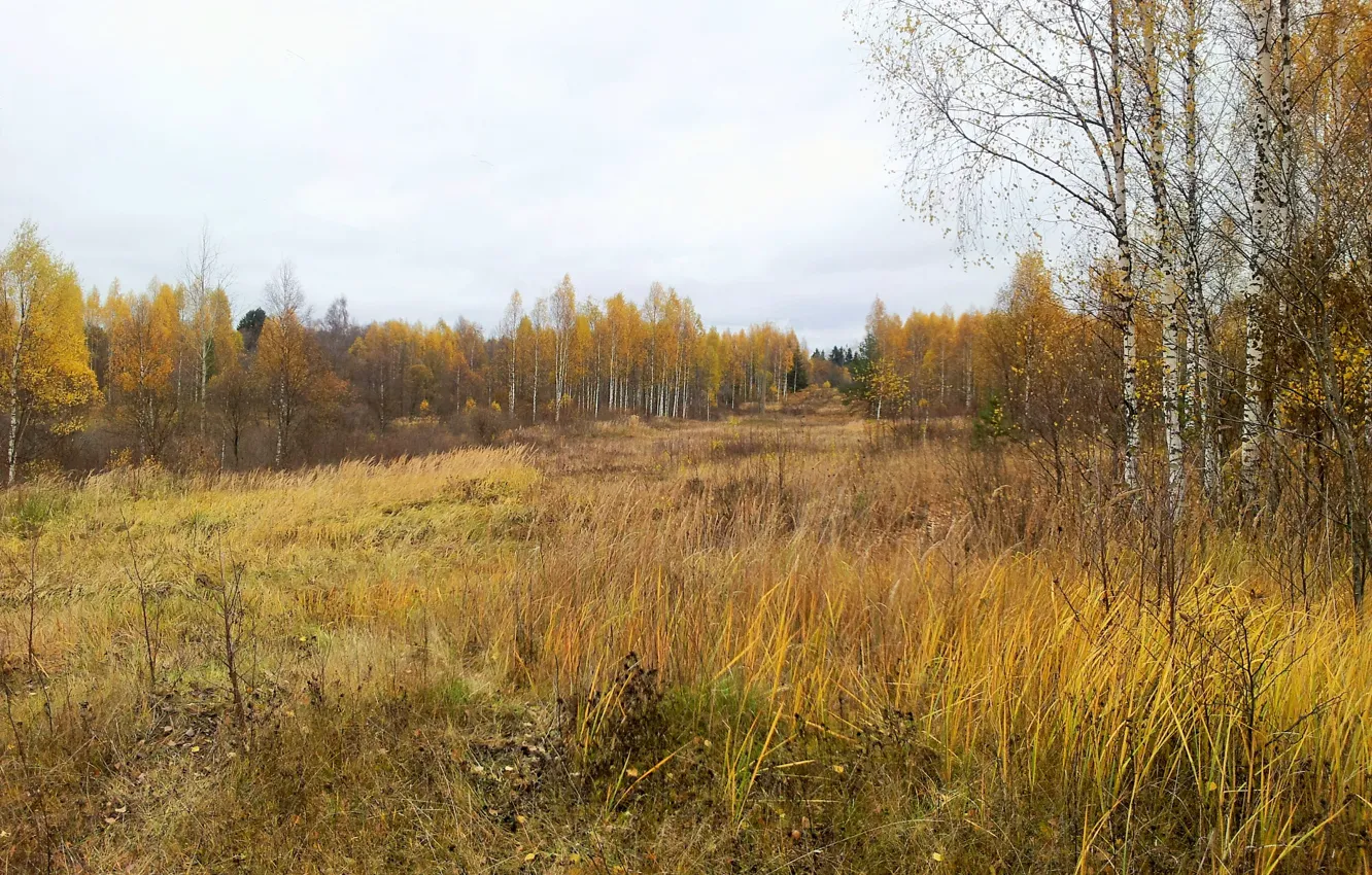 Фото обои осень, лес, деревья, Западная Двина