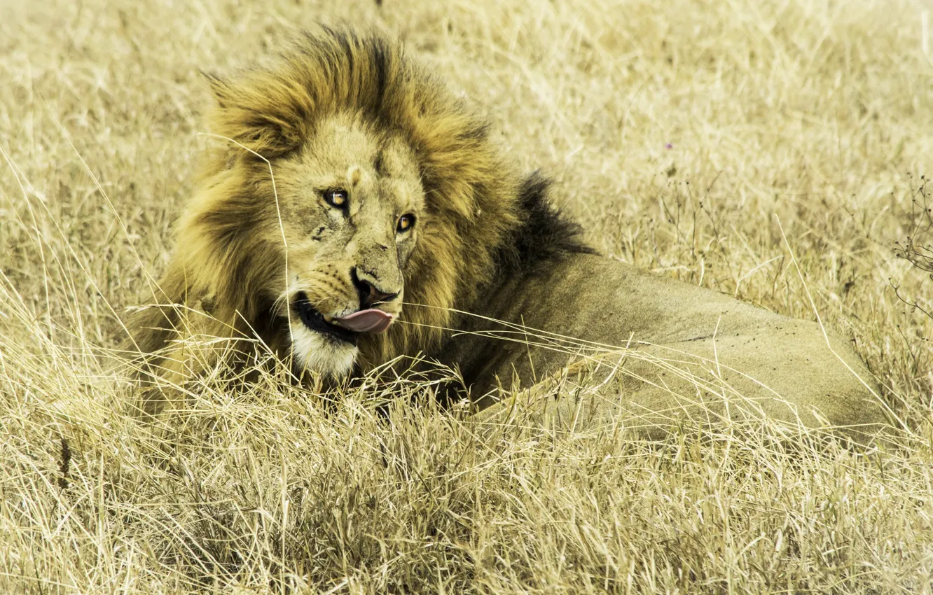 Фото обои природа, лев, Африка