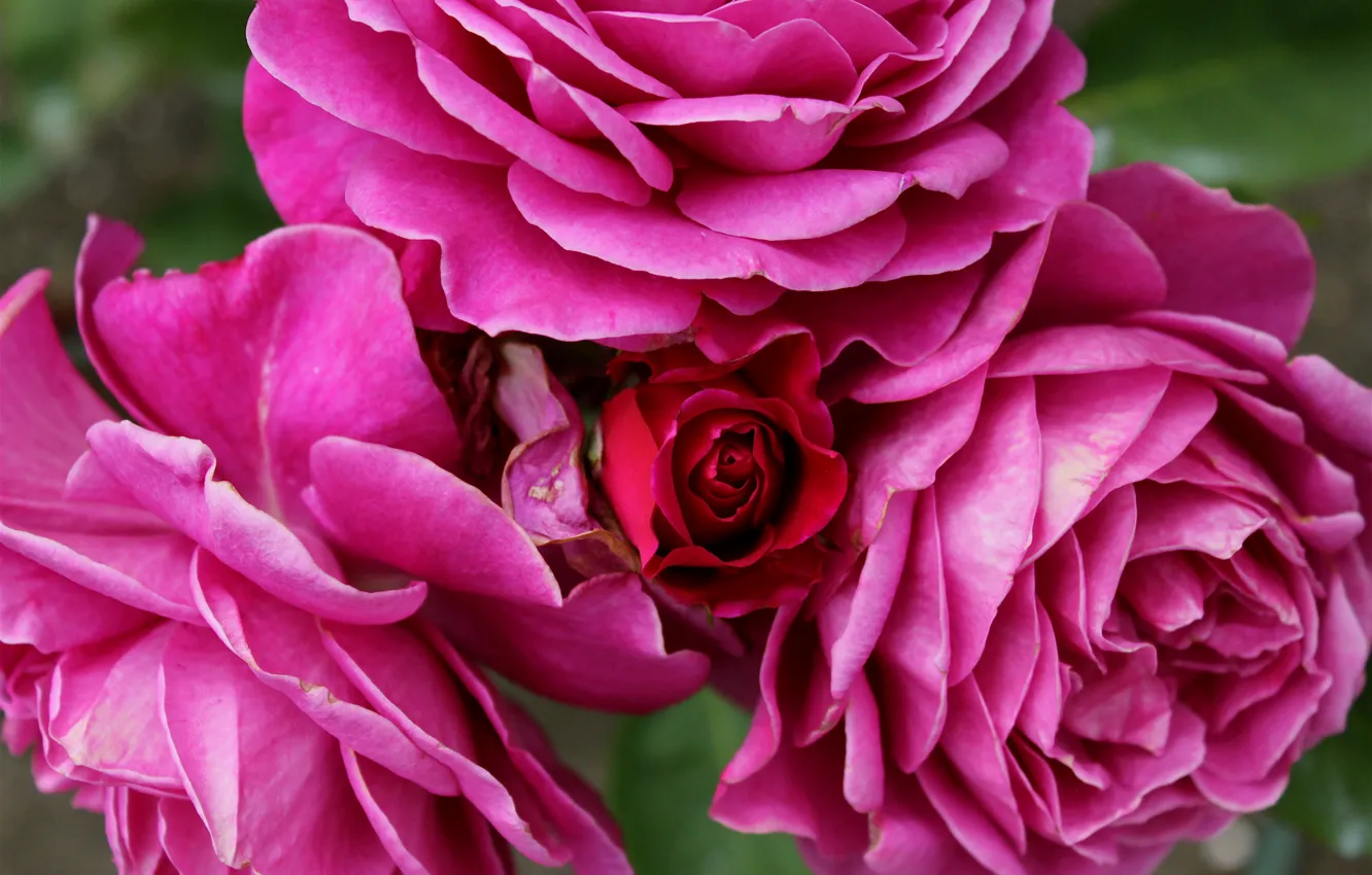 Фото обои розы, розовые, бутоны, pink, Roses