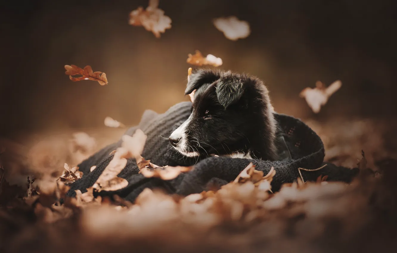 Фото обои осень, листья, собака, щенок, кофта, мордашка