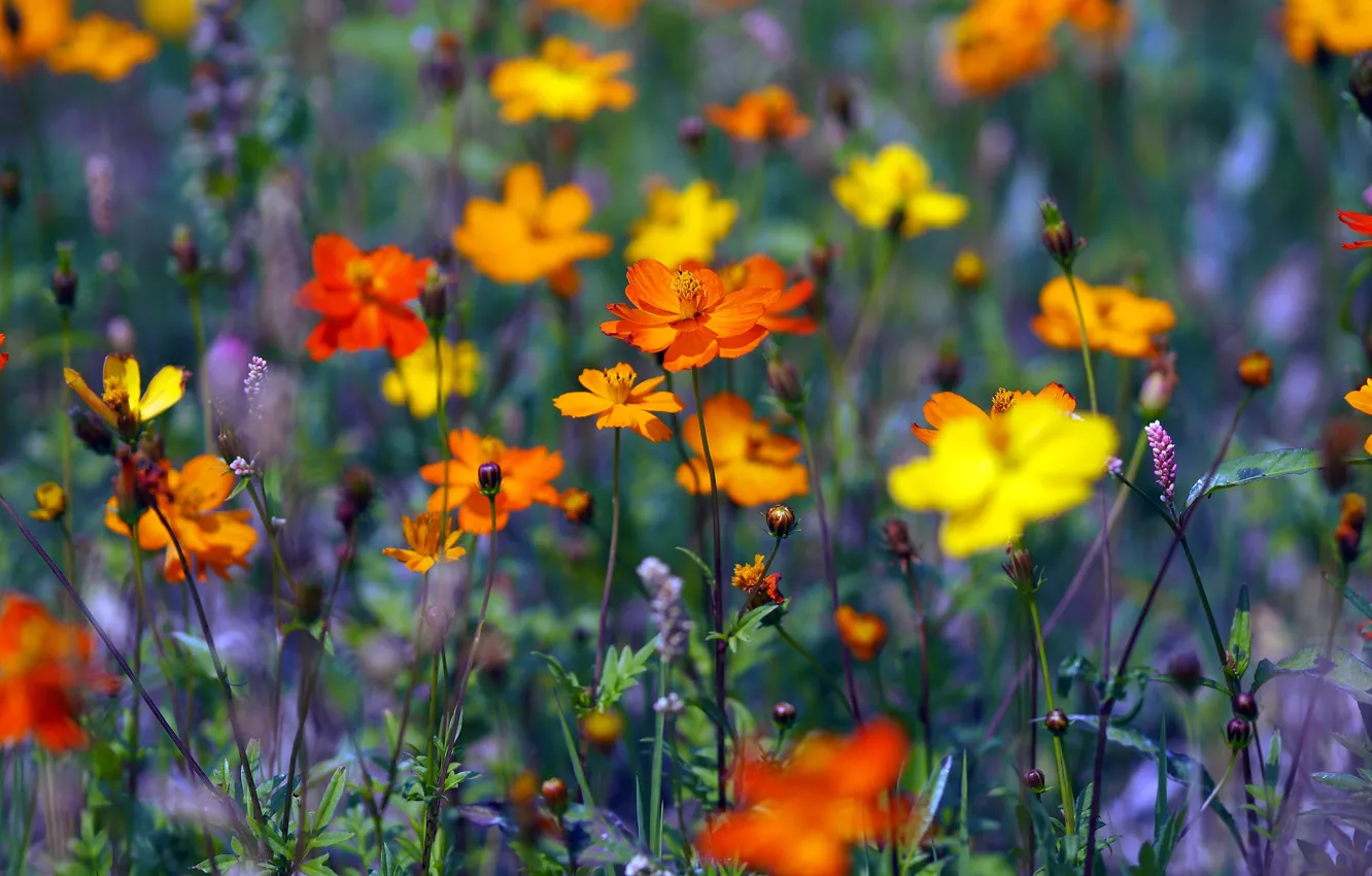 Фото обои поле, цветы, яркие, желтые, луг, оранжевые, много, космеи