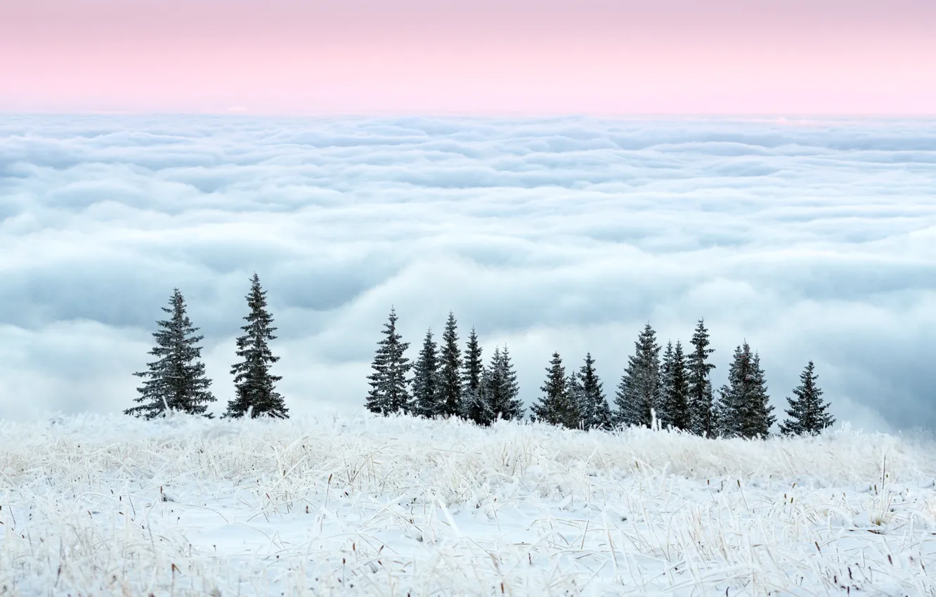 Фото обои зима, иней, небо, трава, облака, деревья, утро