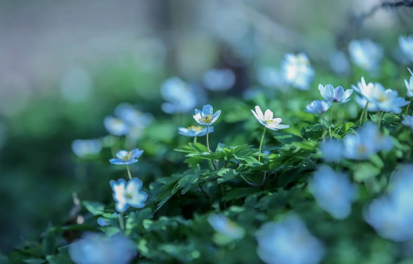 Фото обои цветы, фон, поляна, размытие, весна, голубые, белые, полевые