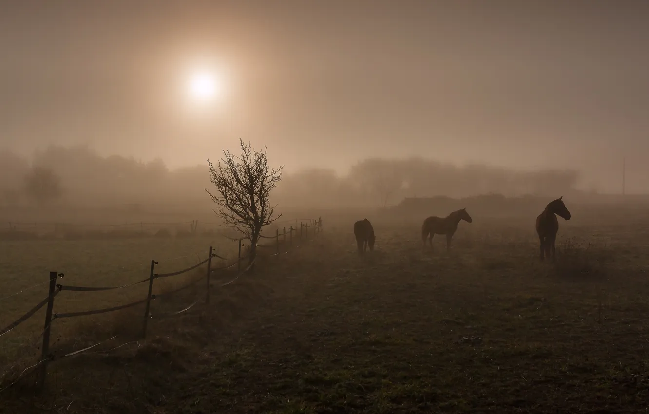 Фото обои поле, ночь, кони