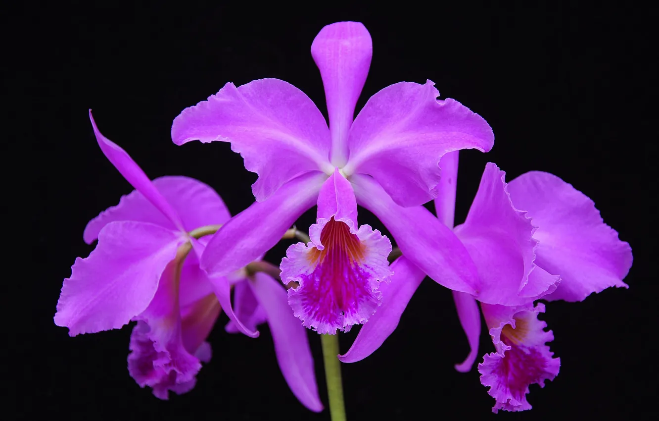 Фото обои природа, растение, лепестки, экзотика, орхидея