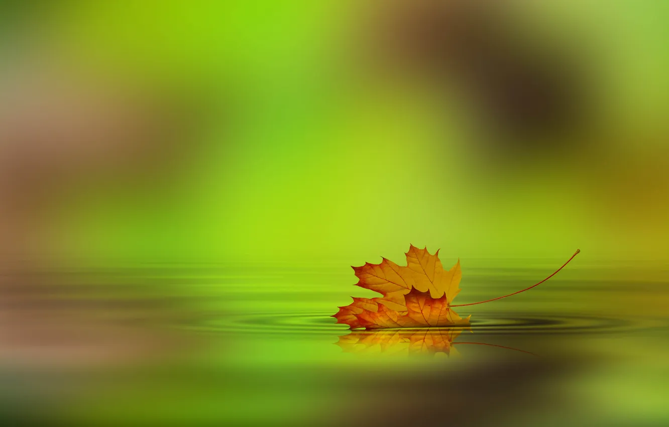 Фото обои осень, вода, лист