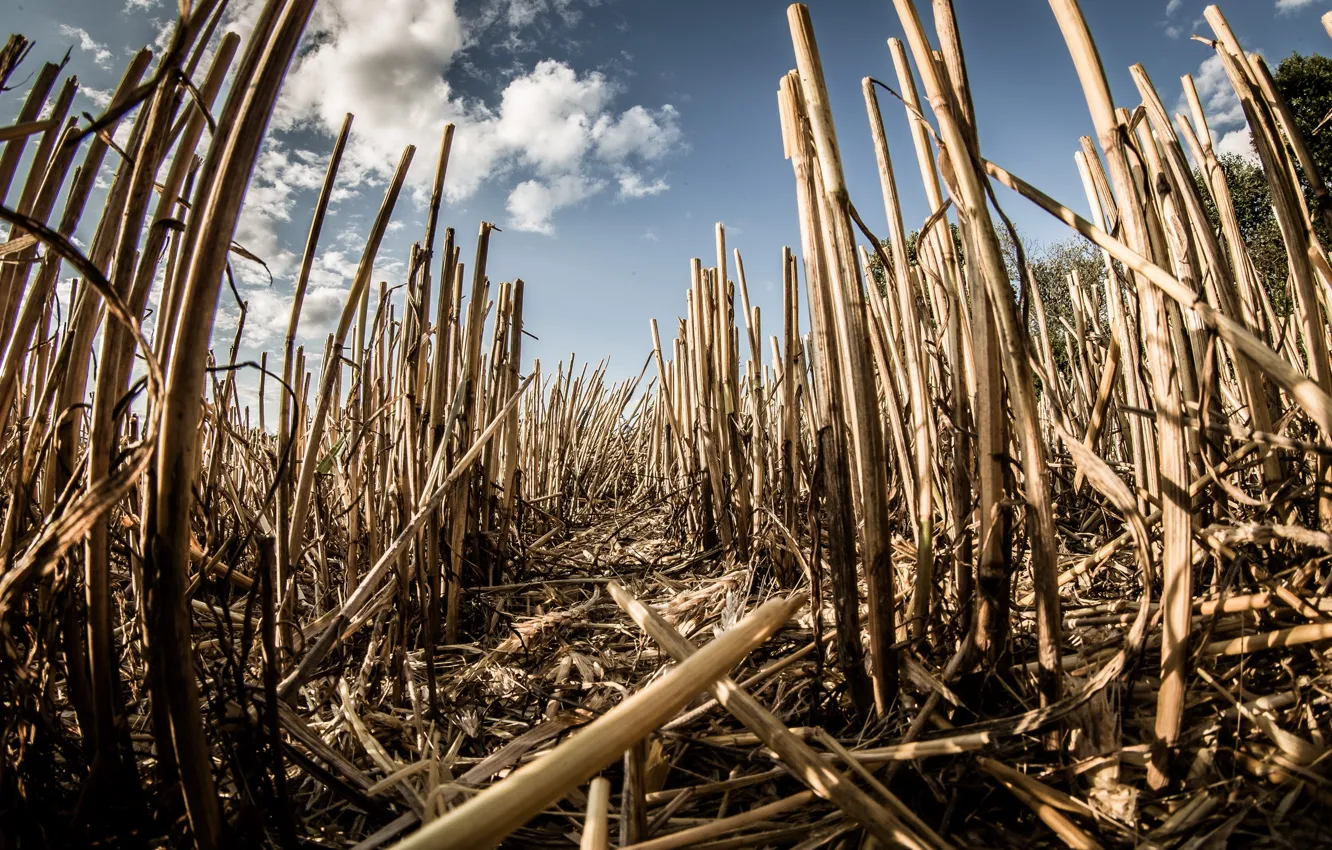 Фото обои поле, природа, Bett, Kornfeld