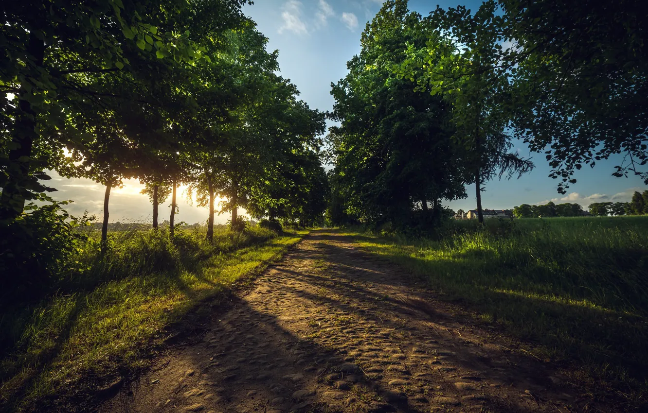 Фото обои дорога, лето, утро