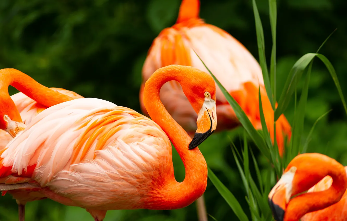 Фото обои птицы, клюв, фламинго, шея