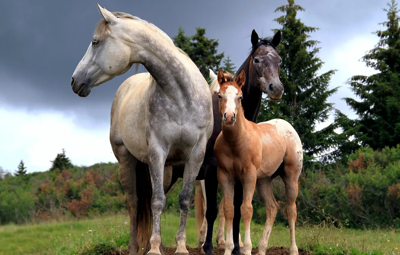 Фото обои лес, поляна, кони, лошади, три, трио, жеребенок