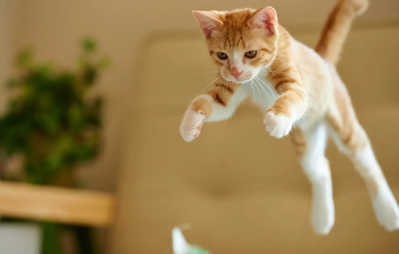 Фото обои кот, прыжок, Котенок, рыжий