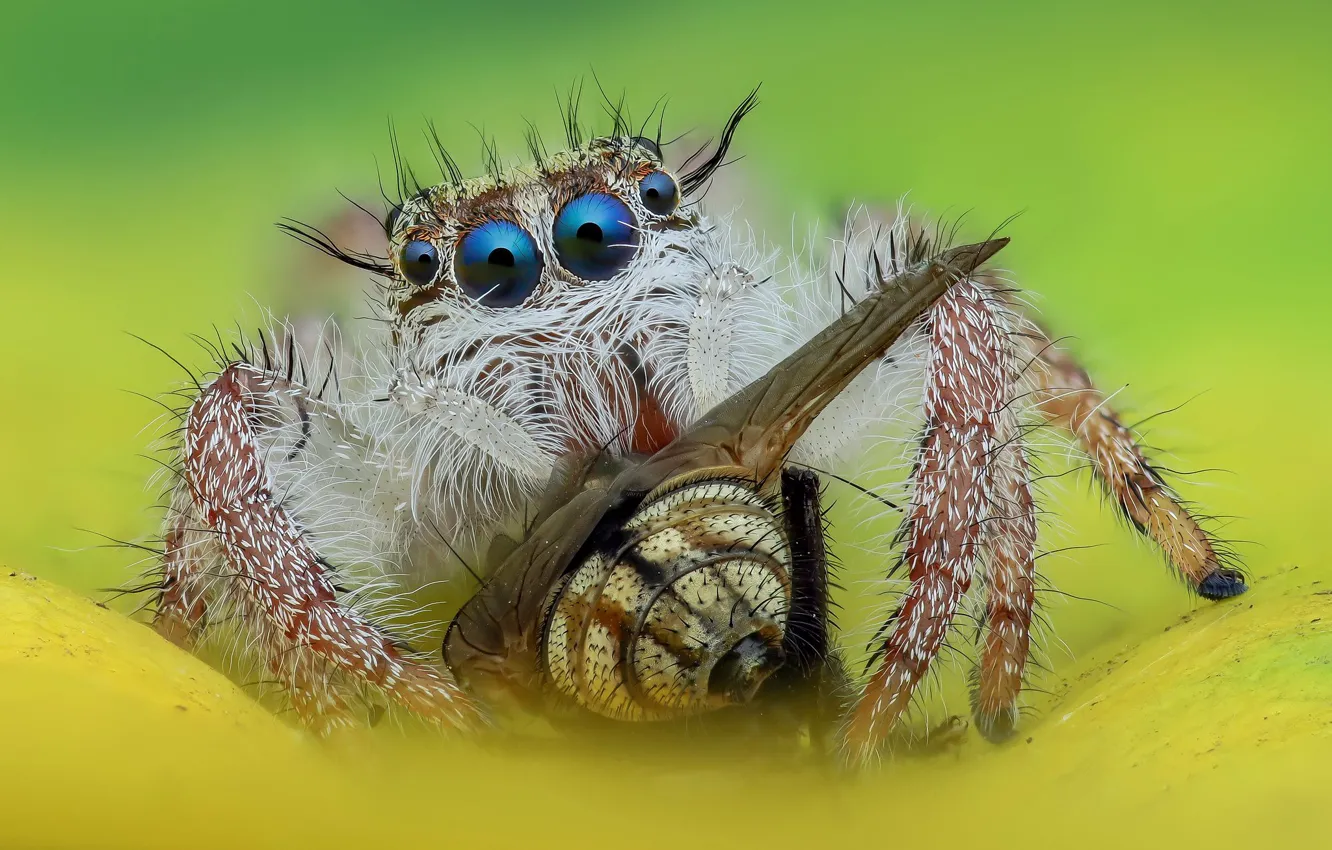 Фото обои глаза, макро, муха, фон, паук, охотник, прыгун, джампер