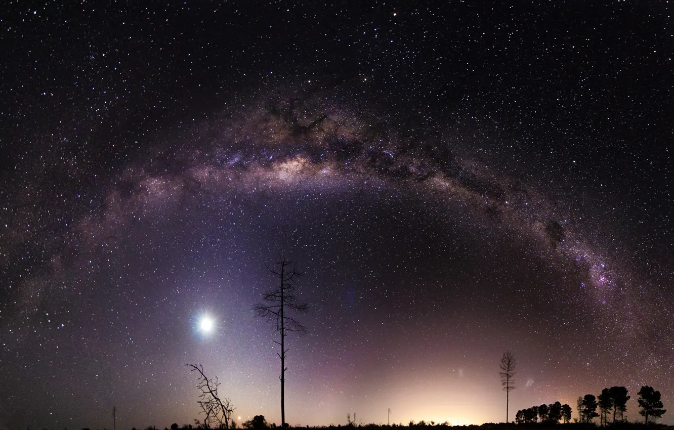 Фото обои космос, звезды, деревья, ночь, млечный путь