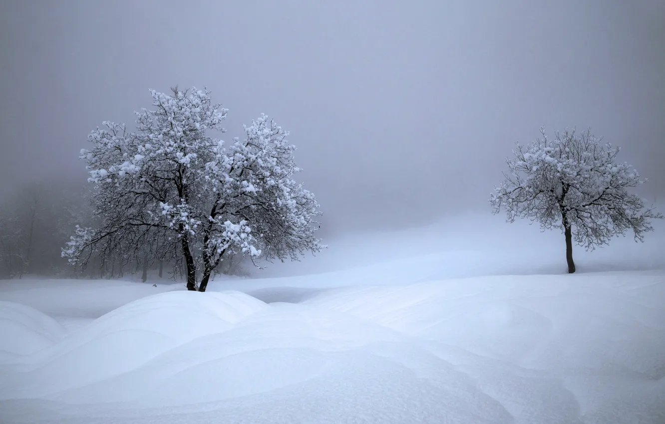 Фото обои зима, снег, деревья, Швейцария, сугробы
