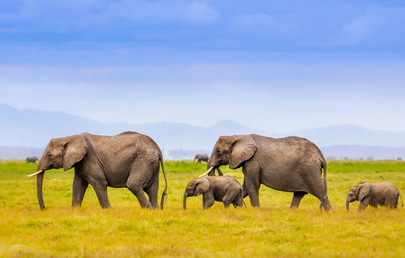 Фото обои пейзаж, горы, семья, африка, слоны
