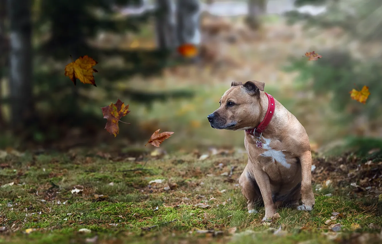 Фото обои взгляд, листья, друг, собака