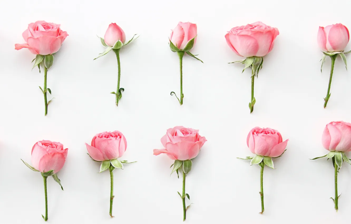 Фото обои цветы, розы, wallpaper, бутоны, pink, roses